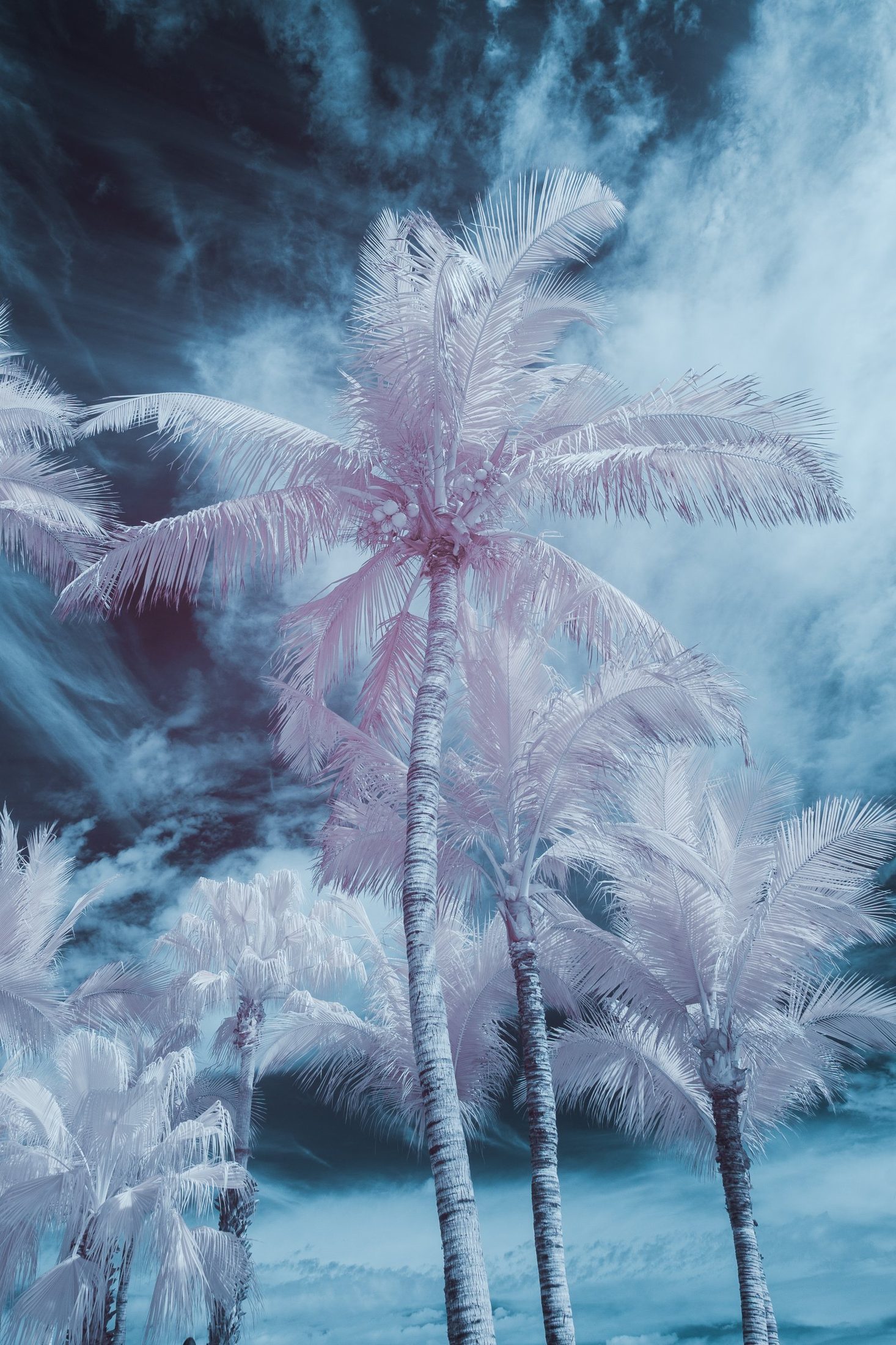 A palm tree rendered in pale ivory and blue through infrared photography