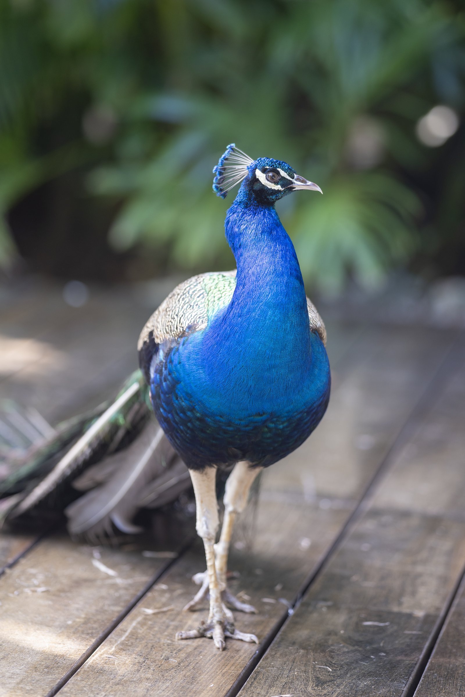Peacock